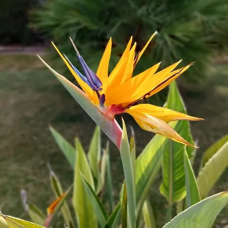 Espana - Punta Prima Orihuela Costa - Large For 6-people 85m2 And Terrace 40m2 Air Conditioning Wi-fi Living Kitchen 2 Bedrooms 2 Bathrooms 3 Swimming Pools Parking Security To The Sea 200m Only 40 Min To The Airport Lejlighed *