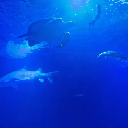 Espana - Punta Prima Orihuela Costa - Large For 6-people 85m2 And Terrace 40m2 Air Conditioning Wi-fi Living Kitchen 2 Bedrooms 2 Bathrooms 3 Swimming Pools Parking Security To The Sea 200m Only 40 Min To The Airport